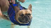 Dog Parents Display the Hilarious Reality of Having 7 Water-Loving Frenchies