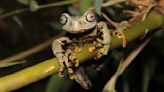 Otherworldly 'Lord of the Rings' frog discovered in the mountains of Ecuador