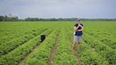 (ACES) Auburn research looks to boost peanut yields