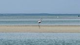 Flamingo spotted in Massachusetts in potentially unprecedented event