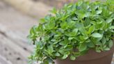 How to Harvest Oregano for Fresh, Aromatic Herbs All Season