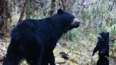 El oso de anteojos así vive y convive con humanos en una montaña