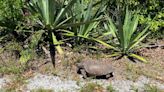 SCCF: Gopher tortoise population still recovering