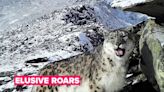 Saving snow leopards is not an easy mission