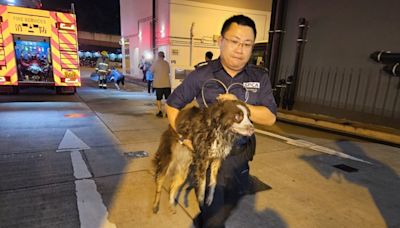 葵翠邨單位濃煙湧出 多隻寵物死亡約220人疏散