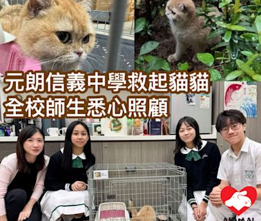 元朗信義中學救起貓貓 全校師生悉心照顧 - 香港動物報 Hong Kong Animal Post