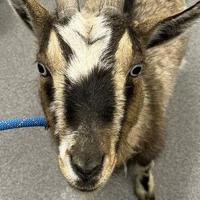 Goat ropers need not apply; Lincoln Animal Control easily wrangles goat into custody