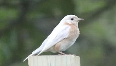 Unusual white-feathered bluebird seen visiting East Texas home