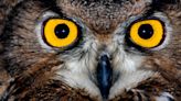 Listen Up Night Owls – We've Got Great News About Your Intelligence Levels