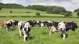 Organic Herd set to lift milk price to 54p/litre in August - Farmers Weekly