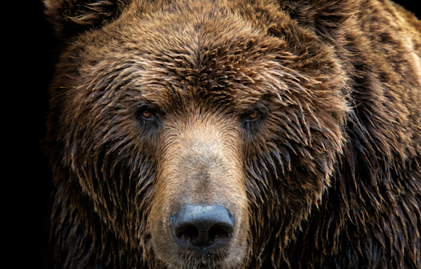 Mama Bear Charges Car on Canadian Highway to Try and Protect Her Cubs