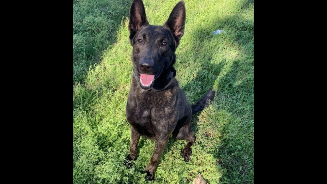 Retired police dog was abandoned by handler at animal shelter, Georgia sheriff says