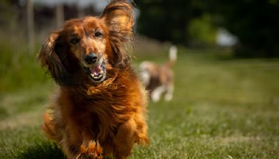 Dachshund Hilariously Tries To Match Pitch Before Howling Along to Sirens