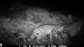 Inédito avistamiento de un gato andino en los cerros que rodean la capital de Chile
