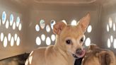 98 Chihuahuas rescued from ‘horrible conditions’ at Socorro home