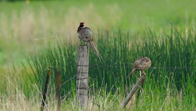 Spring pheasant survey in North Dakota bodes well for fall hunt