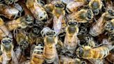 An Arizona golf course worker was killed by a swarm of bees while mowing in ‘tragic workplace accident’