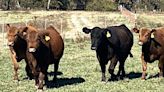 Use heifer pre-breeding exams as a culling tool and to prepare for breeding season | McDonald County Press