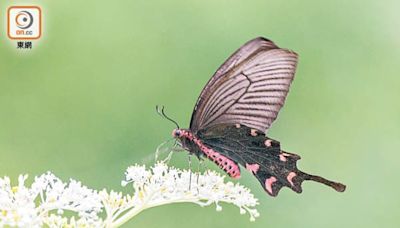 鄉郊保育資助計劃批出5個項目 涉大埔鳳園等知名生態遊熱點