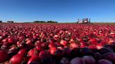 Why Wisconsin is the cranberry capital of the US