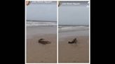 Alligator having beach day surprises patrol looking for sea turtles, Texas photos show