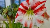 Meterse en un jardín | Plantas trepadoras y flores de "la suegra y la nuera" | SER Podcast | Cadena SER