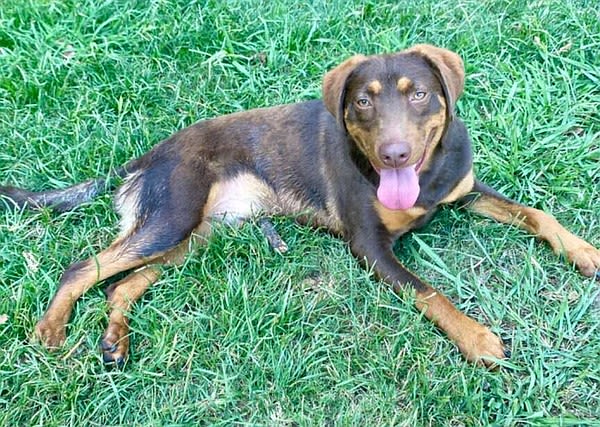 Adopt Goose: A happy-go-lucky Doberman mixed-breed puppy | Northwest Arkansas Democrat-Gazette