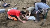 Man searching carrot field finds ancient jewelry — and multiple teeth