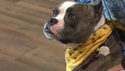 From Texas streets to Wisconsin hospitals: Therapy dog Petunia melts hearts