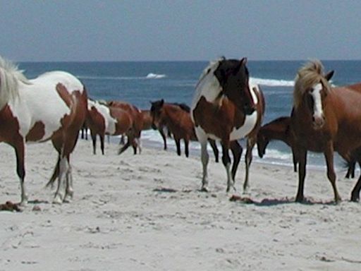 Beaches in Maryland, Virginia close after ‘significant amount of medical waste’ washes ashore