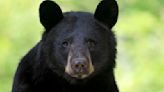 Black bear hit and killed by car in North Kingstown