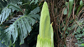 What's that smell? Just the Cincinnati Zoo's corpse flower, Morticia, getting ready to bloom