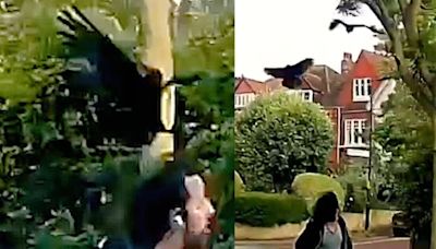 Pretty UK 'town' where blood-thirsty crows are savaging schoolkids and mums