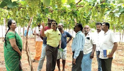 New varieties of grapes introduced