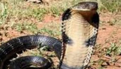 Students In Bihar School Spot A Giant Snake. Here’s What Happened Next - News18