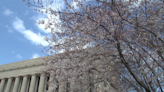 Cherry blossom trees are about to be in full bloom!