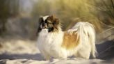 A Dog With an Infamous History: The Rise of the Pekingese