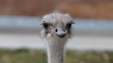 Karen the ostrich dies after swallowing staffer’s keys at zoo