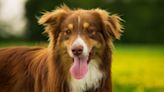 Australian Shepherd Sweetly Checking on Napping Senior Sister Has People in Tears