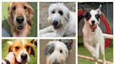 The five dogs looking for forever homes at Many Tears Animal Rescue