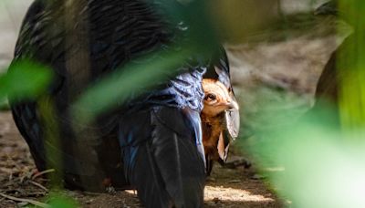 極度瀕危越南鷴親鳥育雛中 北市動物園提醒遊客降低音量