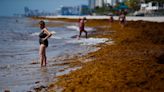 Giant seaweed blob twice the width of the US takes aim at Florida