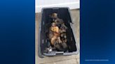 Bin of puppies found abandoned in Latrobe Walmart parking lot