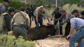 Wandering bull moose is captured in downtown Santa Fe, moved to habitat in northern New Mexico