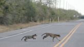 Endangered ocelots likely increasing in Texas