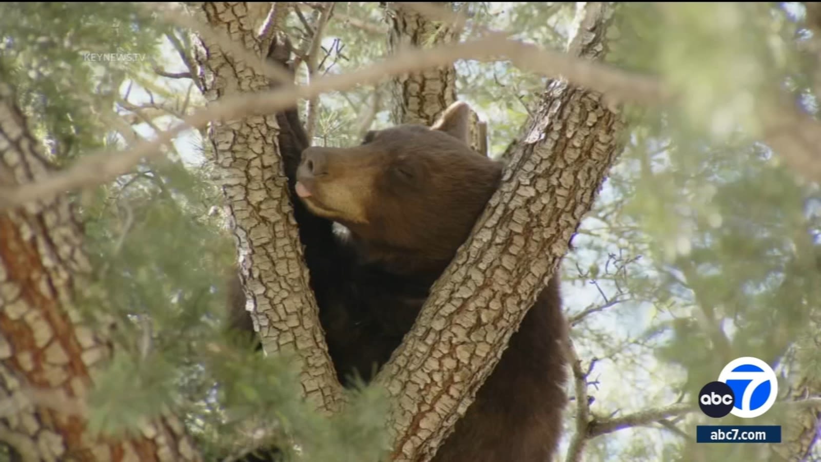 Bear wanders through Castaic neighborhood, climbs up tree