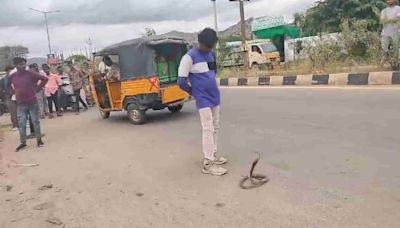 Watch: Drunk man tries to play with cobra in Andhra Pradesh, lives to regret it