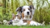 Cat and Dog's Relationship Goes From Hesitant to Inseparable Besties in Precious Video