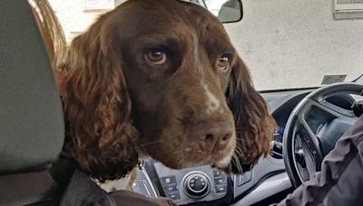 Man arrested after ‘substantial’ drugs seizure made during searches in North West