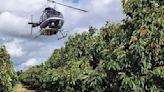Dried-and-true approach: Local cherry farmer utilizes helicopter to air out his crop after last weekend's rain